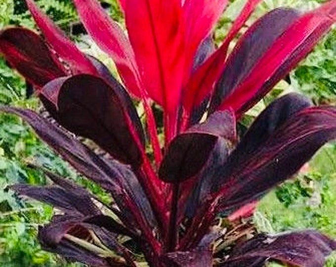 Cordyline Fruticosa Red Ti Hawaii Grown 2pkcuttings 57 unrooted