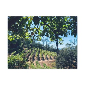 Napa Valley Winery Wall Art, Winery in Napa Valley California Wall Decor, California Winery Photography Wall Art, Napa Valley Winery, Napa
