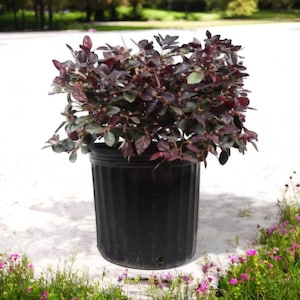 Loropetalum | Fringe Flower Live Plant in 1 or 3 Gallon Pot | Purple Foliage Shrub | Pink Blooms | Evergreen | Full Sun | Low Maintenance