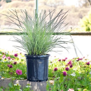 Pink Muhly Grass Live Plant in 1 or 3 Gallon Pot | Ornamental Grass with Pink Plumes | Drought Tolerant | Full Sun | Landscape Favorite