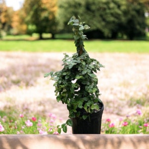 Fig Ivy Live Plant in 1 Gallon Pot | Climbing Evergreen Vine | Wall Cover, Ground Cover, or Hanging Plant | Fast Growing | Easy Care
