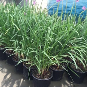 May include: A collection of potted plants with long, slender green leaves. The plants are in black plastic pots, arranged closely together. Some plants have thin stalks with small, purple flowers. The background is a light blue wall.