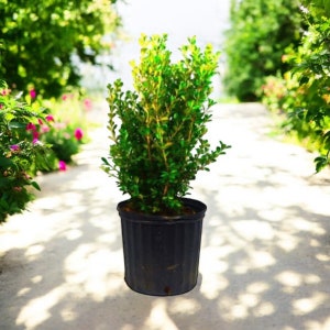 Japanese Boxwood Live Plant in 1, 3, or 7 Gallon Pot | Evergreen Hedge Shrub | Full Sun or Shade | Low Maintenance | Landscape Favorite