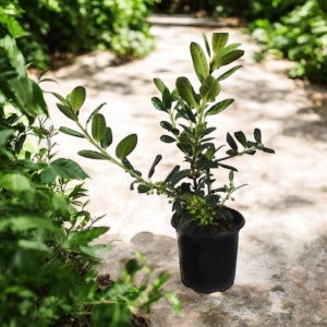 Nellie R. Stevens Holly Live Plant in 1 or 3 Gallon Pot | Evergreen Privacy Hedge Shrub | Red Berries | Fast Growing | Full Sun or Shade