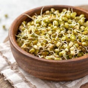 May include: A wooden bowl filled with sprouted mung beans. The beans are green and have small white sprouts.