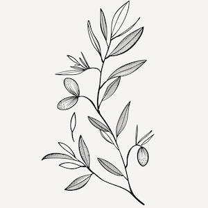 Delicate black line art of an olive branch with leaves and olives, white background, minimalist botanical kitchen decor