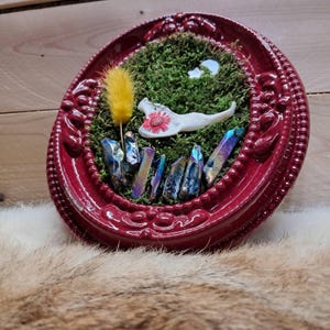 Framed Marmot Jaw Bone Art: Burgundy Oddity Decor