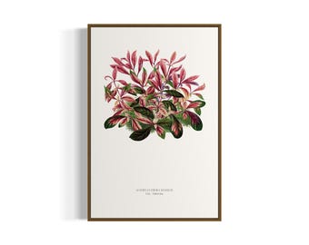 Vintage Botanical Calico Plant Art Print | Printable Wall Art | Digital Download