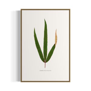 Puede incluir: Una ilustración botánica enmarcada de una hoja de Terminalia catappa, con un esquema de color verde y amarillo. La hoja se representa sobre un fondo blanco con el texto "Terminalia catappa" impreso debajo.