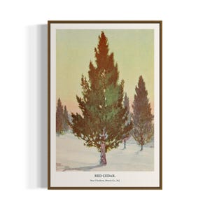 Vintage Botanical Art Print | Red Cedar Tree | Printable Wall Art | Digital Download