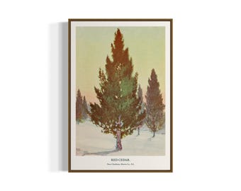 Vintage Botanical Art Print | Red Cedar Tree | Printable Wall Art | Digital Download
