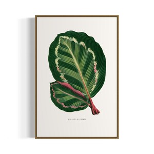 Vintage Botanical Green Maranta Art Print | Printable Wall Art | Digital Download