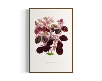 Vintage botanisk kalikväxtkonsttryck | Utskrivbar väggkonst | Digital nedladdning