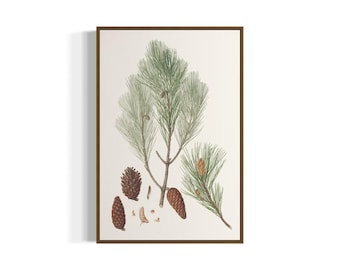 Könnte beinhalten: Eine botanische Illustration eines Pinzweigs mit grünen Nadeln und braunen Zapfen. Die Illustration ist in einem braunen Rahmen gerahmt.
