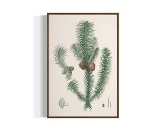 Vintage Botanical Fir Tree Anatomy Illustration Art Print | Printable Wall Art | Digital Download