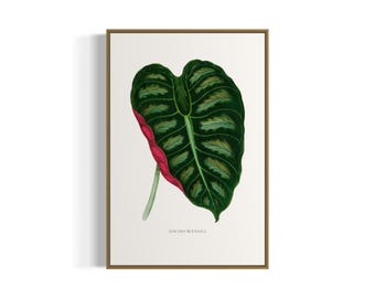 Vintage botanisk Alocasia Metallica konsttryck | Utskrivbar väggkonst | Digital nedladdning
