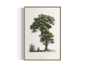 Majestic Oak Art Print | Vintage Botanical | Printable Wall Art | Digital Download