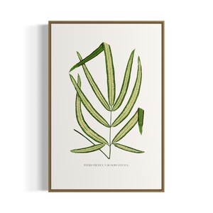 Puede incluir: Una ilustración botánica enmarcada de una hoja rayada verde y blanca con el texto "PTERIS CRENATA, VAR. ALBO-LINEATA".