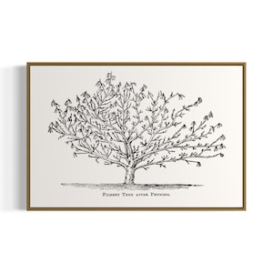 Puede incluir: Dibujo en blanco y negro de un avellano después de la poda. La imagen está enmarcada en un marco dorado y tiene el texto "Filbert Tree After Pruning." debajo de la imagen.