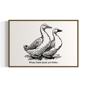 Vintage Duck Illustration Art Print | Black and White Farmhouse Wall Art | Digital Download