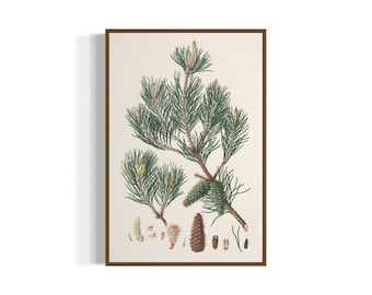 May include: A vintage botanical illustration of a pine tree branch with green needles and brown cones. The illustration is on a white background and framed in a brown frame.