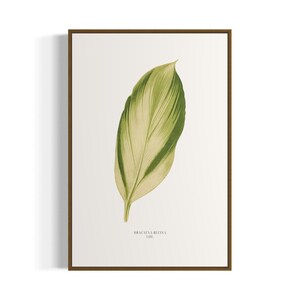 Vintage Dracaena Leaf | Botanical Art Print | Printable Wall Art | Digital Download