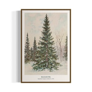 Balsam Fir Tree Vintage Art Print | Digital Download | Seasonal Wintery Wall Art