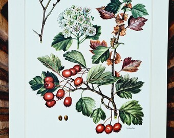 BLUNT-LEAVED HAWTHORN - 1952 - Vintage Original Lithograph - Botanical Plant Print - Biology Poster – Natural History Wallart