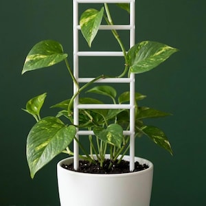 künstlicher schilf 10 Stängel pro Bündel 55cm künstliches Pampasgras Schilf – Realistisch –  kunstblumenshop