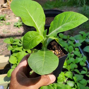 cuban tobacco leaves Cuban Tobacco Seeds