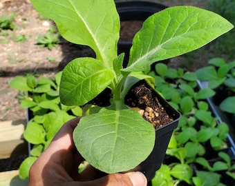 N. Tabacum Plants Grown from Seed - Live Plants