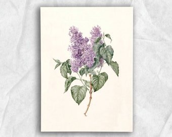 Vintage Lilac Pencil Painting | Rustic Botanical Print | Digital Download | P61