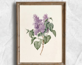 Vintage Lilac Pencil Painting | Rustic Botanical Print | Digital Download | P61