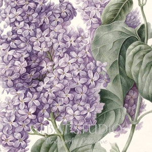 Vintage Lilac Pencil Painting Rustic Botanical Print Digital Download P61 image 3