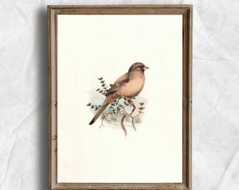 Californian Towhee Bird | Vintage Bird Watercolor Painting | Ornithology Art | Digital Download | P65