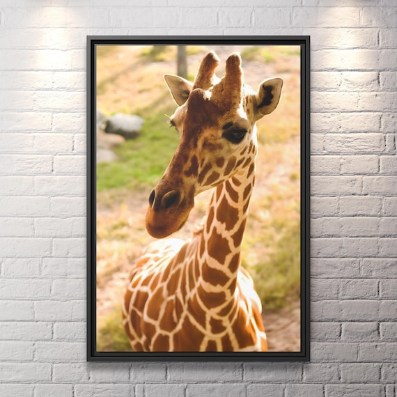 Canvas Print Giraffe Wall Art Wild Life Giraffe Photography Giraffe Picture Safari Photography African Wildlife Art African Photography