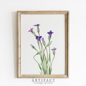 Pintura botánica de flores moradas / Impresión de arte antiguo / Arte de pared de verano / Arte de descarga digital IMPRIMIBLE / Artefacto vintage / AV_043