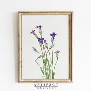 Botanical Painting of Purple Flowers / Antique Art Print / Summer Wall Art / PRINTABLE Digital Download Art / Artifact Vintage / AV_043