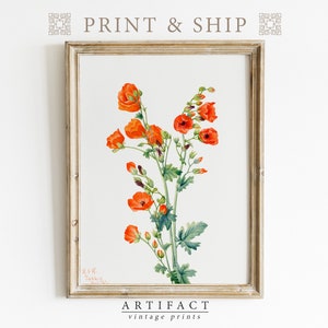 Vintage Botanical Print of Orange Mallows / Farmhouse Decor / Vintage Wall Art / Fine Art Print / MAILED ART PRINT / Giclée Print / P_009