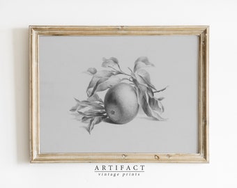 Vintage Skizze einer Orange / druckbare neutrale Kunst / Bauernhaus Dekor / DRUCKBARE digitaler Download Kunst / Geschenk / Artefakt Vintage / AV_080