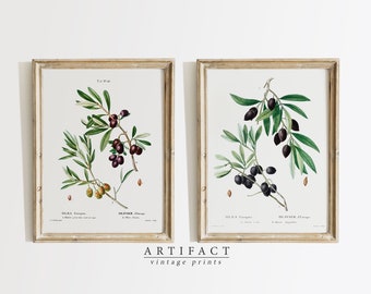 Set of 2 Olive Illustrations / Antique Botanical Wall Art Set / Vintage Art / Printable Digital Download / Artifact Vintage Prints / G_017