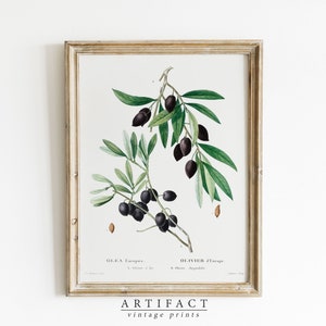 Ilustración de olivo antiguo / Impresión de arte botánico / Arte de cocina de granja / Arte de descarga digital IMPRIMIBLE / Artefacto vintage / AV_116