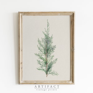 Impresión de rama de árbol de invierno / Pintura de acuarela vintage / Impresión botánica / Arte de descarga digital IMPRIMIBLE / Artefacto vintage / AV_103