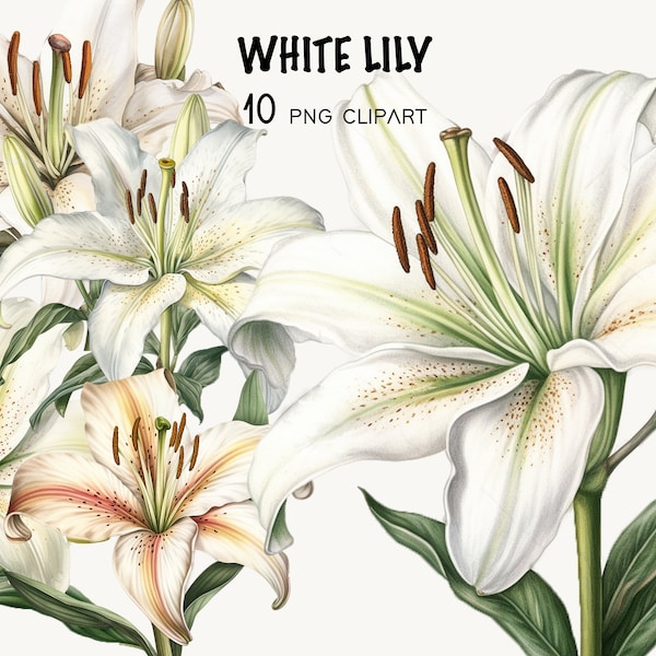 Witte Lelie Clipart Aquarel Bloem Illustratie Lily Png Bruiloft Kaart Bloemen Clipart Lily Flower Afdrukbare Bloemen Uitnodiging Grafische Png