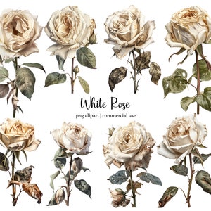 Rosas Brancas Clipart Aquarela Floral png Imagem Seca Rosa Branca Buquês de Flores clipart png Rosa Única Adesivo Digital Cartão de Casamento Floral