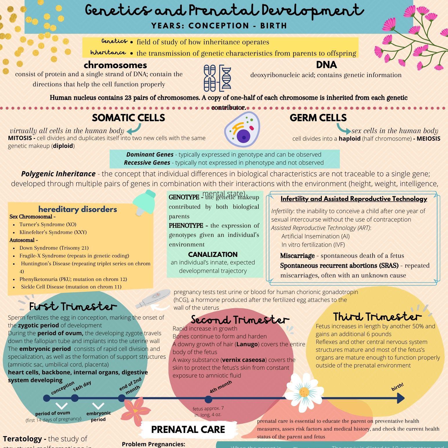 My Development Reference Human Development & Lifespan Reference - Etsy