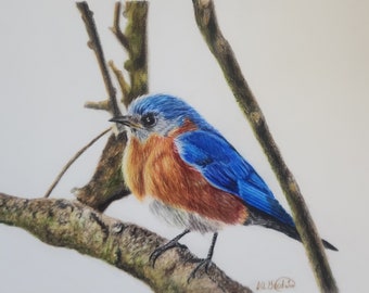 Bluebird Drawing Print, hand drawn, colored pencil, print of original drawing, 8 by 10 drawing size