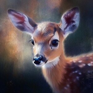 Baby Deer