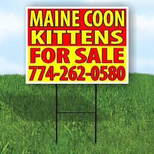 Maine Coon Kittens For Sale 0580 Señal de jardín amarilla roja Señal de tráfico con soporte