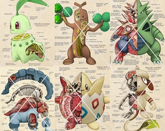 Pokemon Pokenatomy 2 Unofficial Guide Book Pokemon Gifts Pokemon